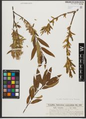 Foto von Salix triandra subsp. triandra L.